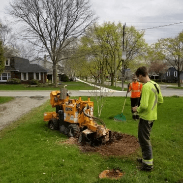 Stump Removal Stump Removal