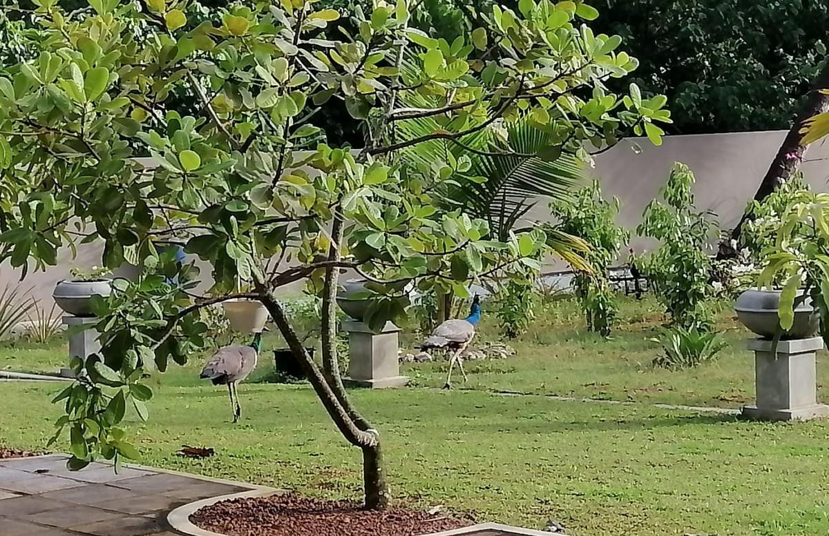 srilankareisen-lk-sri-lanka-ayurveda-pharmacy-holiday-tours srilankareisen-lk-sri-lanka-ayurveda-pharmacy-holiday-tours