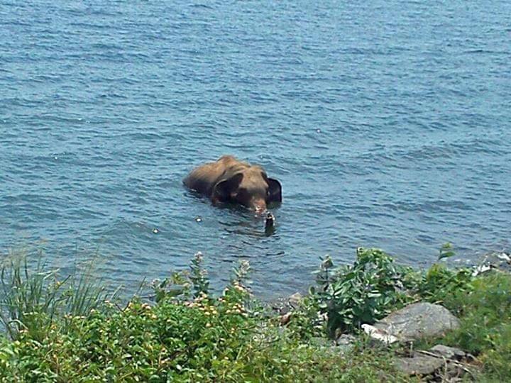 srilankareisen-lk-srilanka-uda-walawa-national-park srilankareisen-lk-srilanka-uda-walawa-national-park