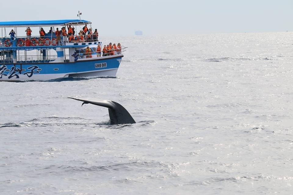 srilankareisen-lk-Whale-Watching-Sri-Lanka-Mirissa srilankareisen-lk-Whale-Watching-Sri-Lanka-Mirissa