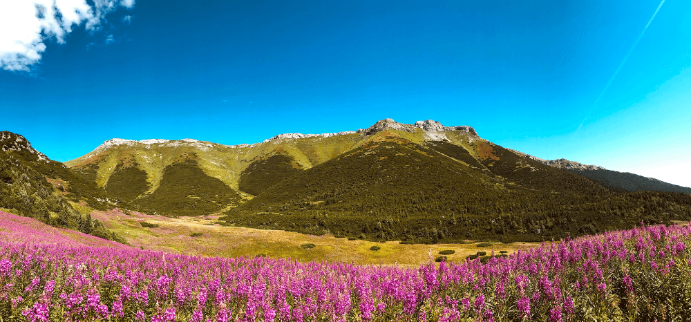 tibet desert biodiversity showcasing unique species tibet desert biodiversity showcasing unique species