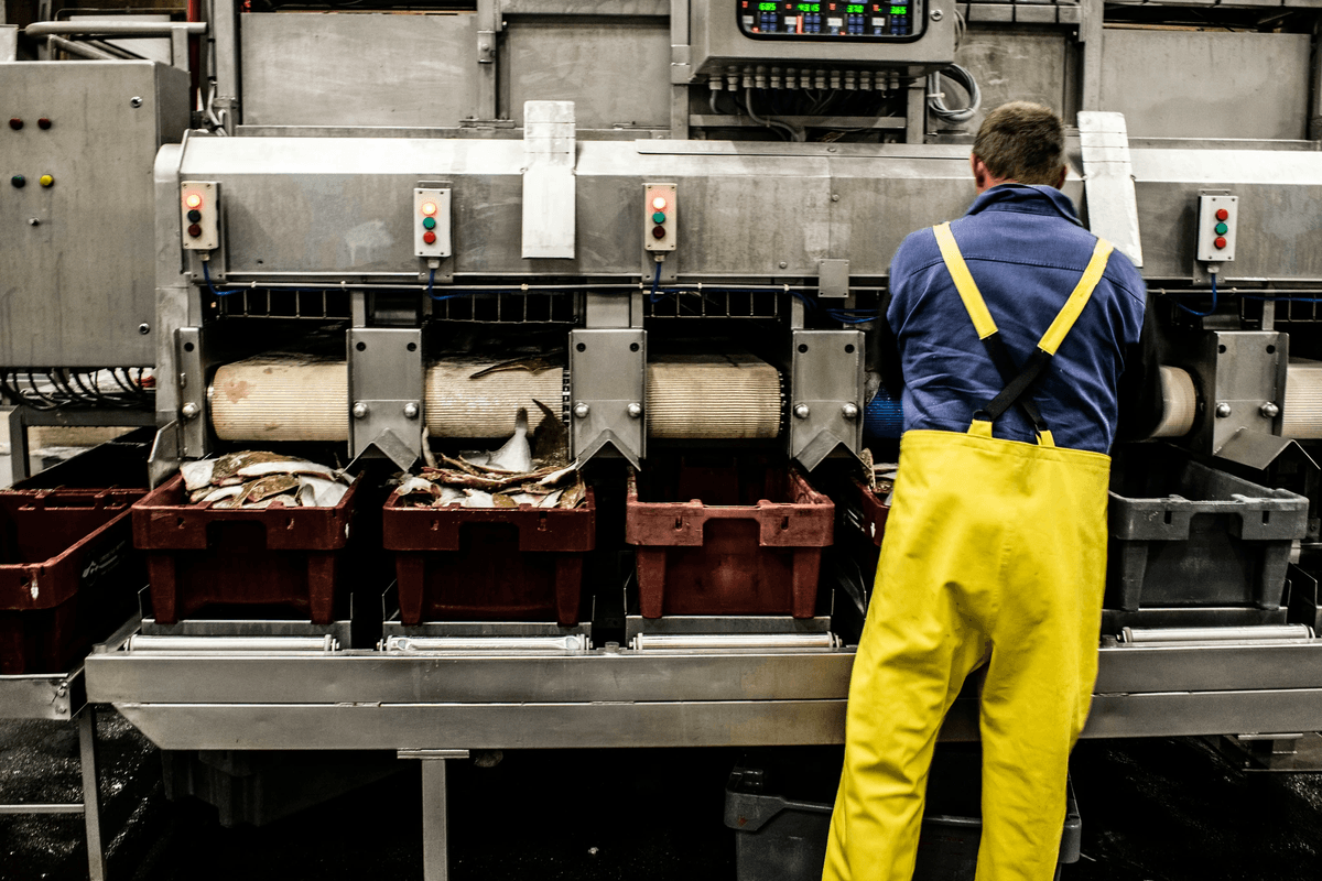 Quality Control for seafood ensures fresh fish at market stalls. Quality Control for seafood ensures fresh fish at market stalls.