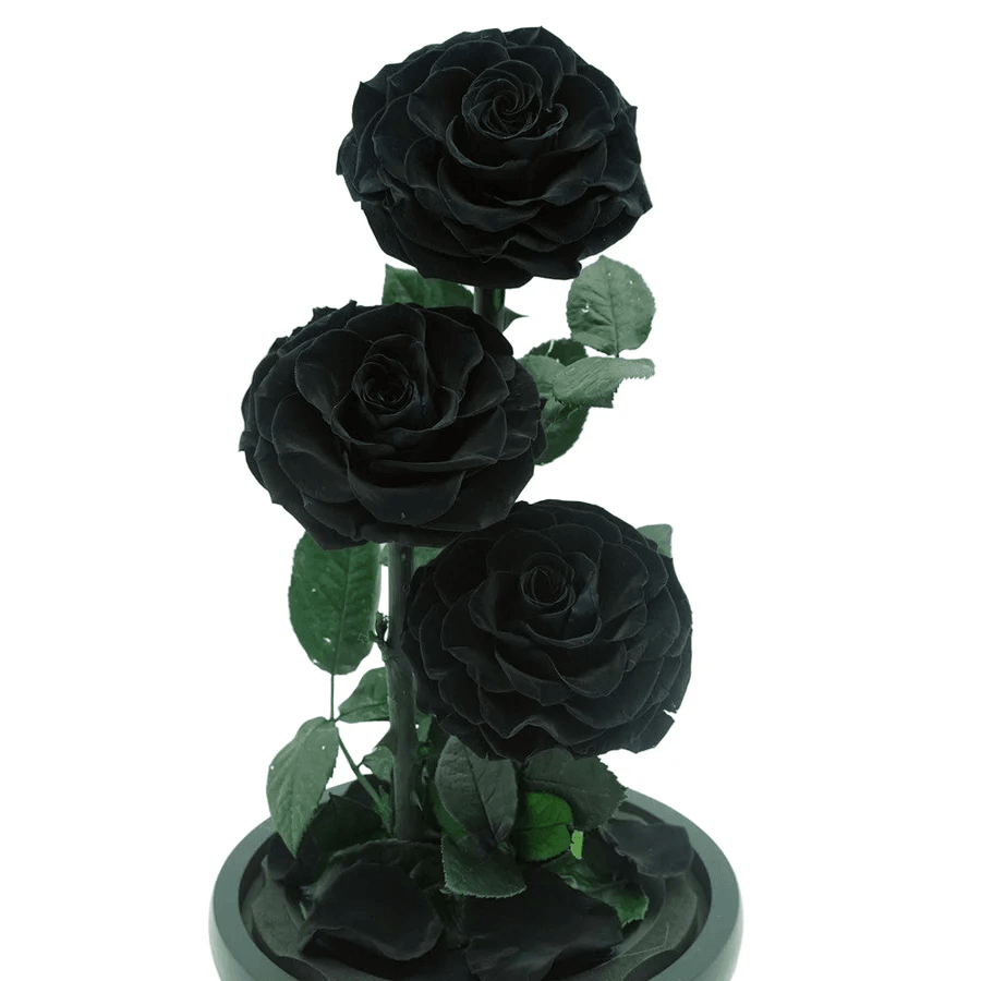 Stunning display of forever lasting rose in elegant arrangement. Stunning display of forever lasting rose in elegant arrangement.