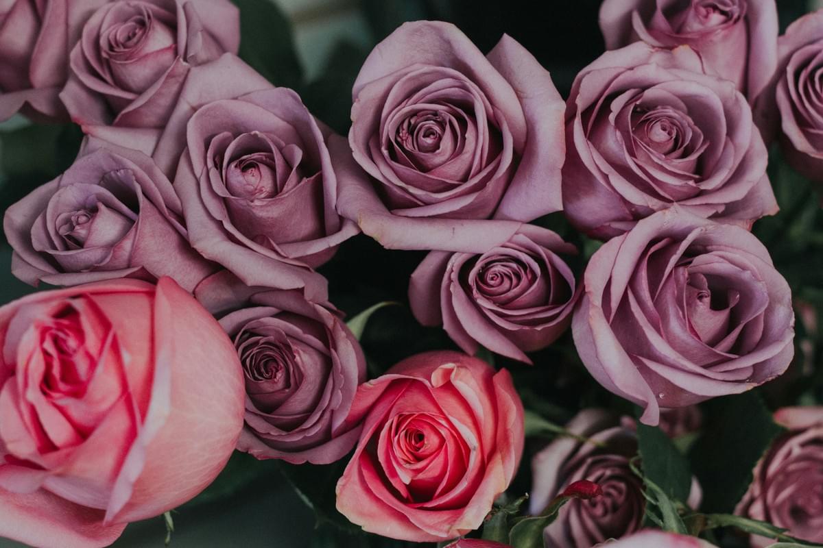 Beautiful vibrant purple roses bouquet perfect for any occasion Beautiful vibrant purple roses bouquet perfect for any occasion