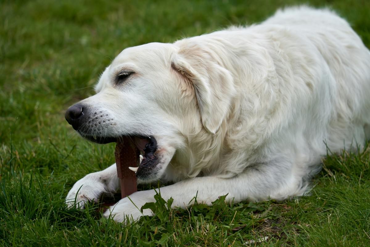 Ensuring Pet Product Quality Control through safe food toys grooming. Ensuring Pet Product Quality Control through safe food toys grooming.