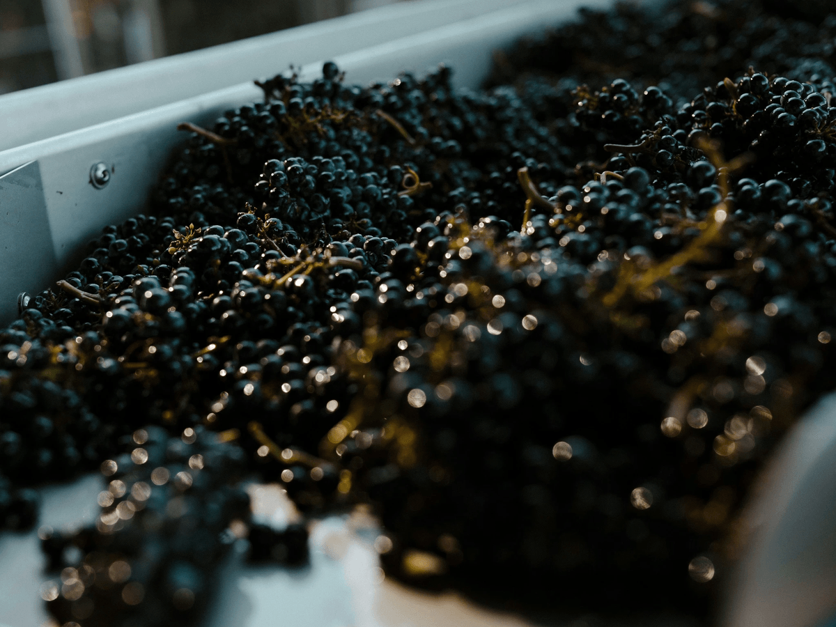 inspections for grapes ensuring quality and compliance inspections for grapes ensuring quality and compliance