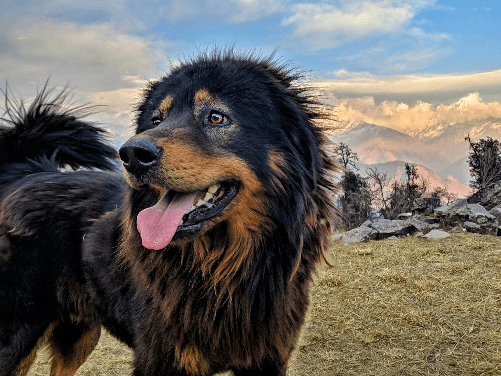 Exploring tibetan mastiff size amidst breathtaking landscapes. Exploring tibetan mastiff size amidst breathtaking landscapes.