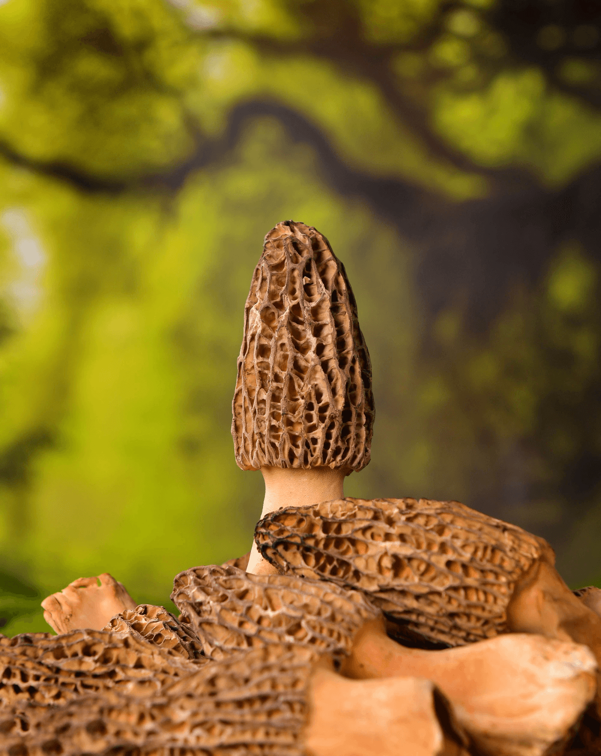 Explore top-notch options from leading freeze dried vegetable suppliers. Explore top-notch options from leading freeze dried vegetable suppliers.