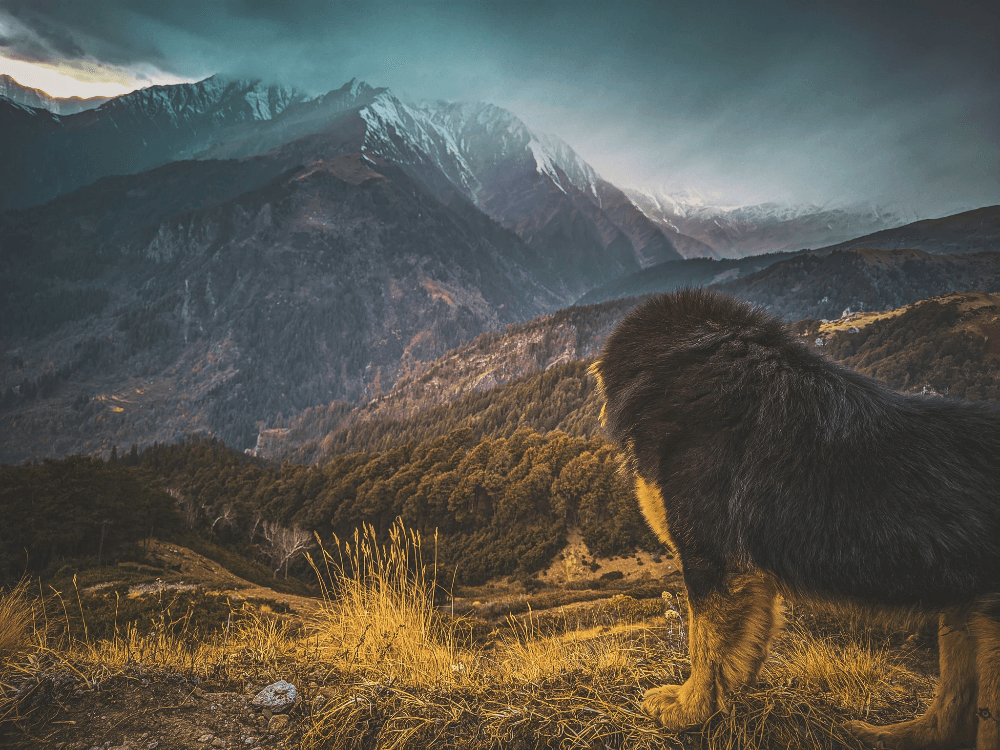 tibetan mastiff size comparison against mountain backdrop tibetan mastiff size comparison against mountain backdrop