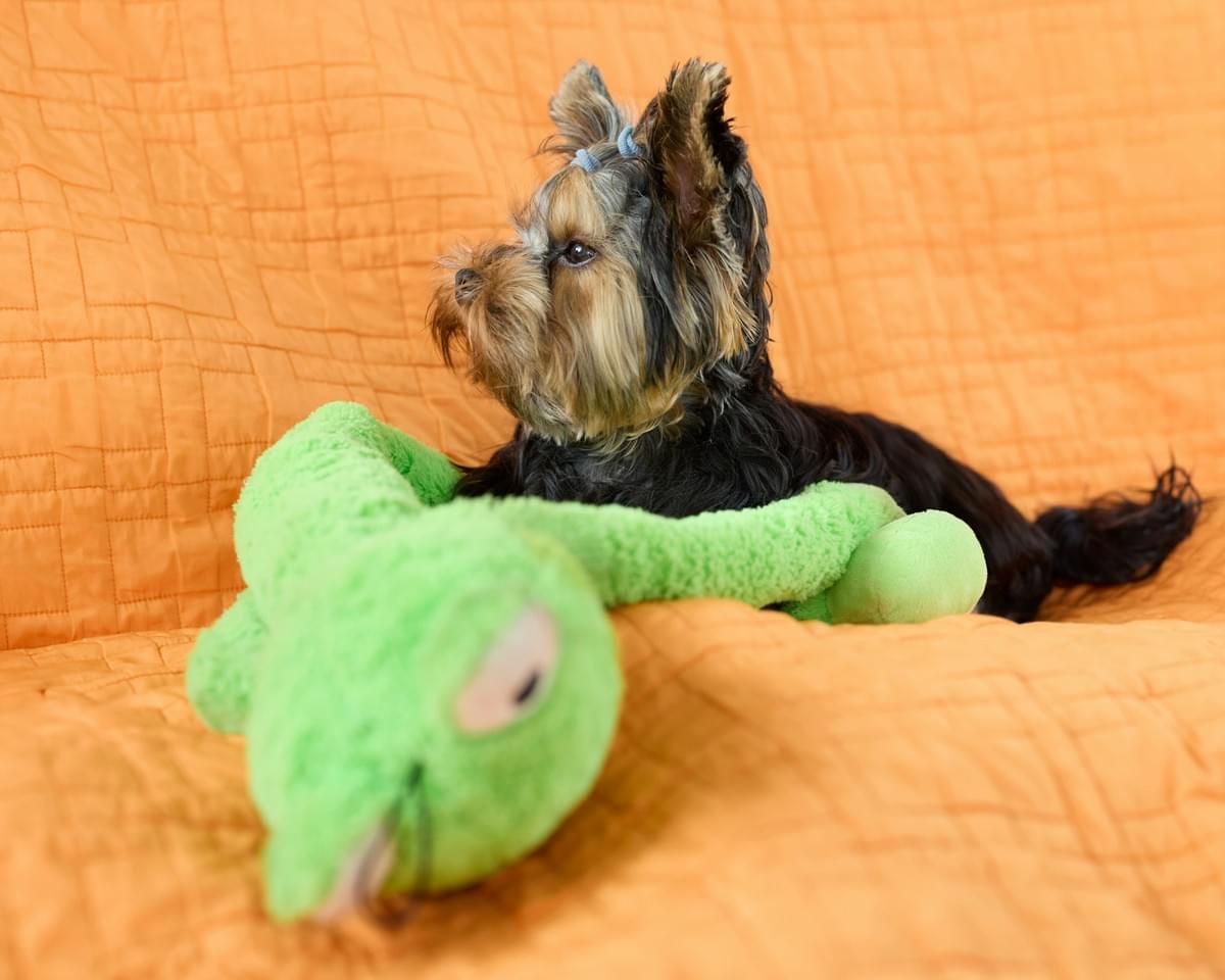 Pet Products Quality Control inspection process ensuring safety Pet Products Quality Control inspection process ensuring safety