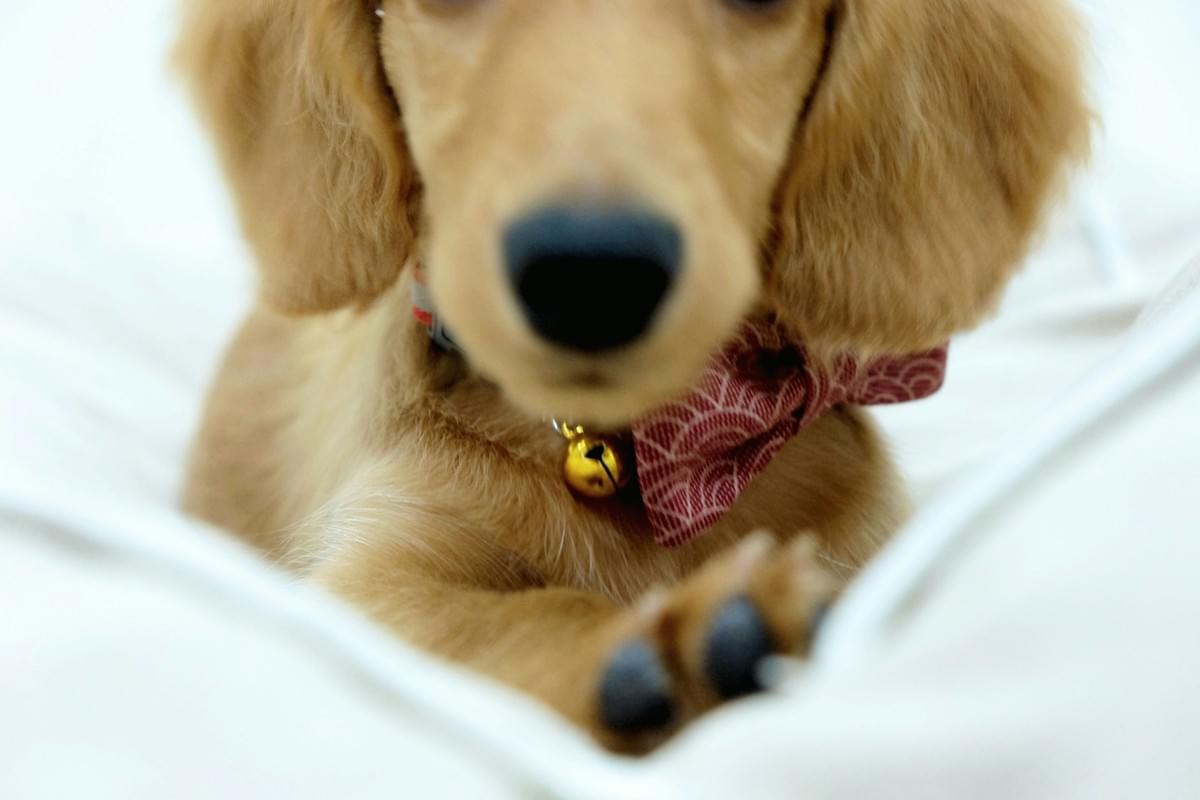 Pet Product Quality Control ensures safety and reliability. Pet Product Quality Control ensures safety and reliability.