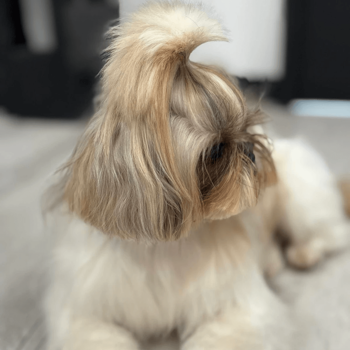 Salon de toilettage chien à tournai Salon de toilettage chien à tournai