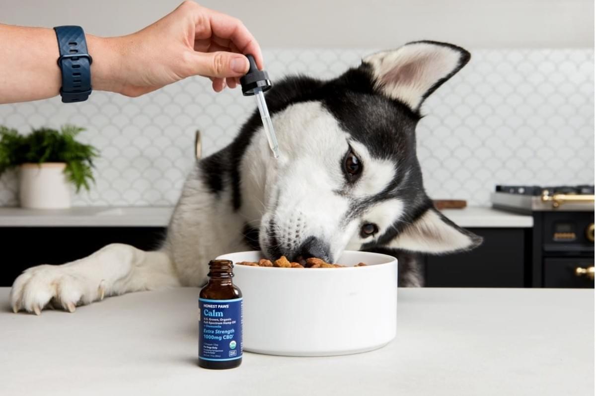 Descubra Os Melhores Suprimentos Para Animais De Estimação Para Seu Negócio Online Descubra Os Melhores Suprimentos Para Animais De Estimação Para Seu Negócio Online