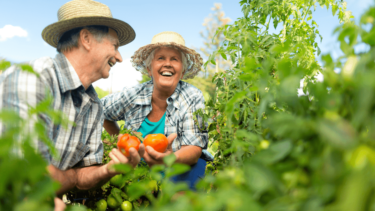 Dua Pensiunan Menikmati Waktu Mereka di Kebun Mereka sebagai Bisnis Pensiun Dua Pensiunan Menikmati Waktu Mereka di Kebun Mereka sebagai Bisnis Pensiun