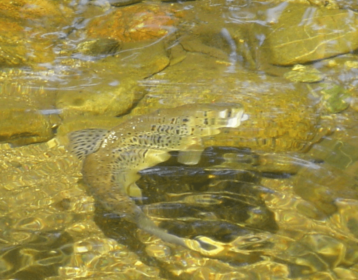 Support Our Conservation Efforts Join the Fight for Our Salmon save our salmon action Support Our Conservation Efforts Join the Fight for Our Salmon save our salmon action