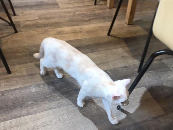 【台中寵物友善餐廳 】森林小徑親子寵物友善餐廳~大墩店 【台中寵物友善餐廳 】森林小徑親子寵物友善餐廳~大墩店