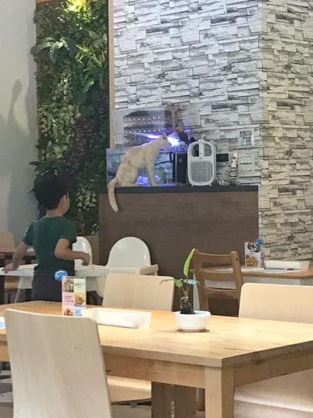 【台中寵物友善餐廳 】森林小徑親子寵物友善餐廳~大墩店 【台中寵物友善餐廳 】森林小徑親子寵物友善餐廳~大墩店