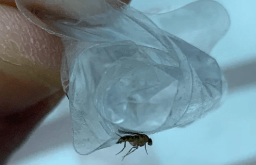 百仕佳蟲害防治有限公司 - 吸血蠓 百仕佳蟲害防治有限公司 - 吸血蠓