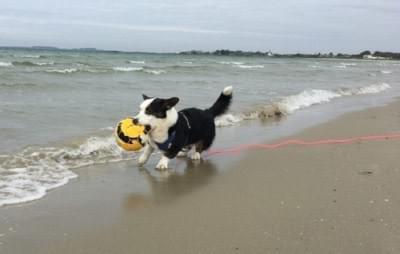Loki on a 15m dragline on the beach Loki on a 15m dragline on the beach