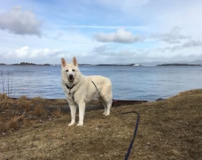 Majestic Ice is posing for the photo with a 5 meter Haqihana leash Majestic Ice is posing for the photo with a 5 meter Haqihana leash