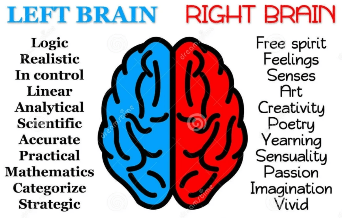 the two brain hemispheres imagery and explaination. the two brain hemispheres imagery and explaination.