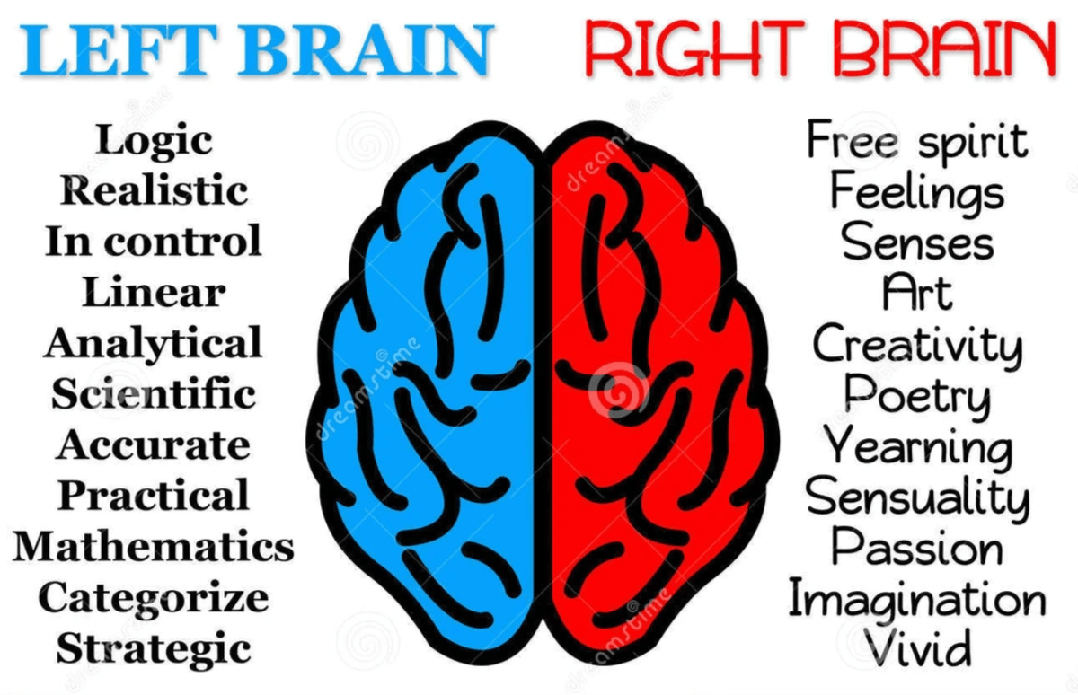 The brain both male and female in its function imagery The brain both male and female in its function imagery