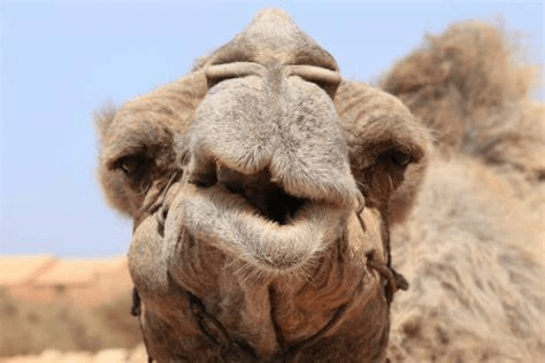 Face of a camel Face of a camel