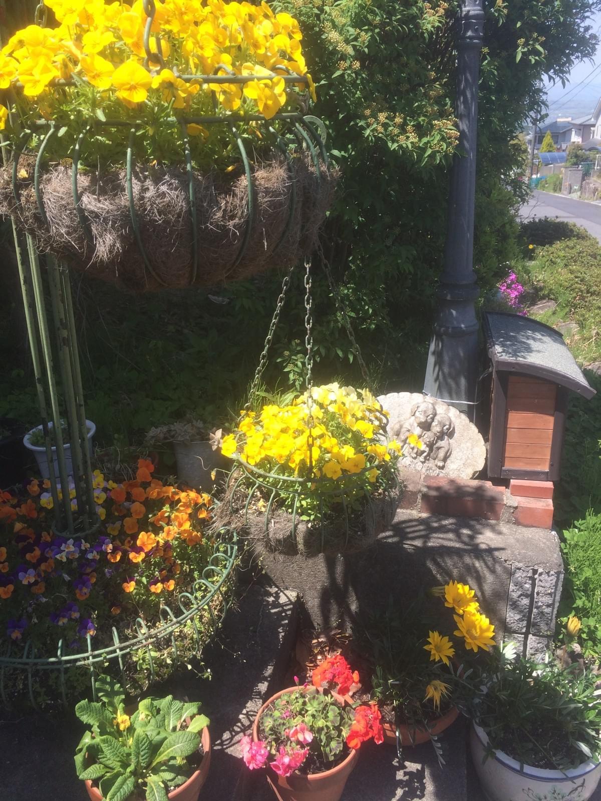 スタジオ前のお花たち❤︎ スタジオ前のお花たち❤︎