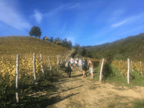 Wandelen wijnvelden 2 Wandelen wijnvelden 2