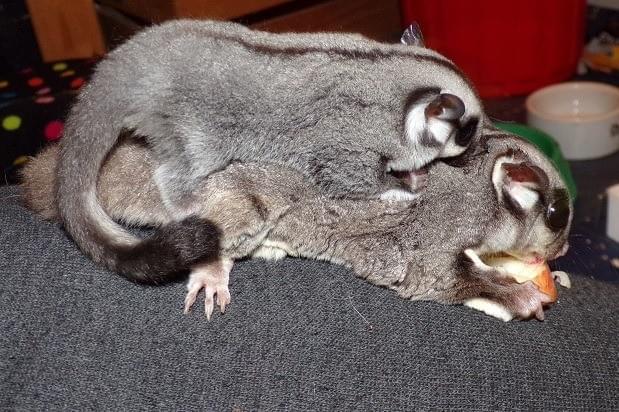 Honey with Baby Freya Honey with Baby Freya