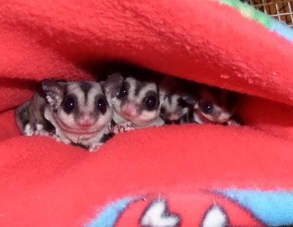 Sugar Glider family in bed Sugar Glider family in bed