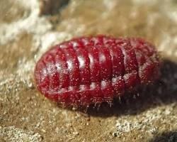cochineal and cochineal red cochineal and cochineal red
