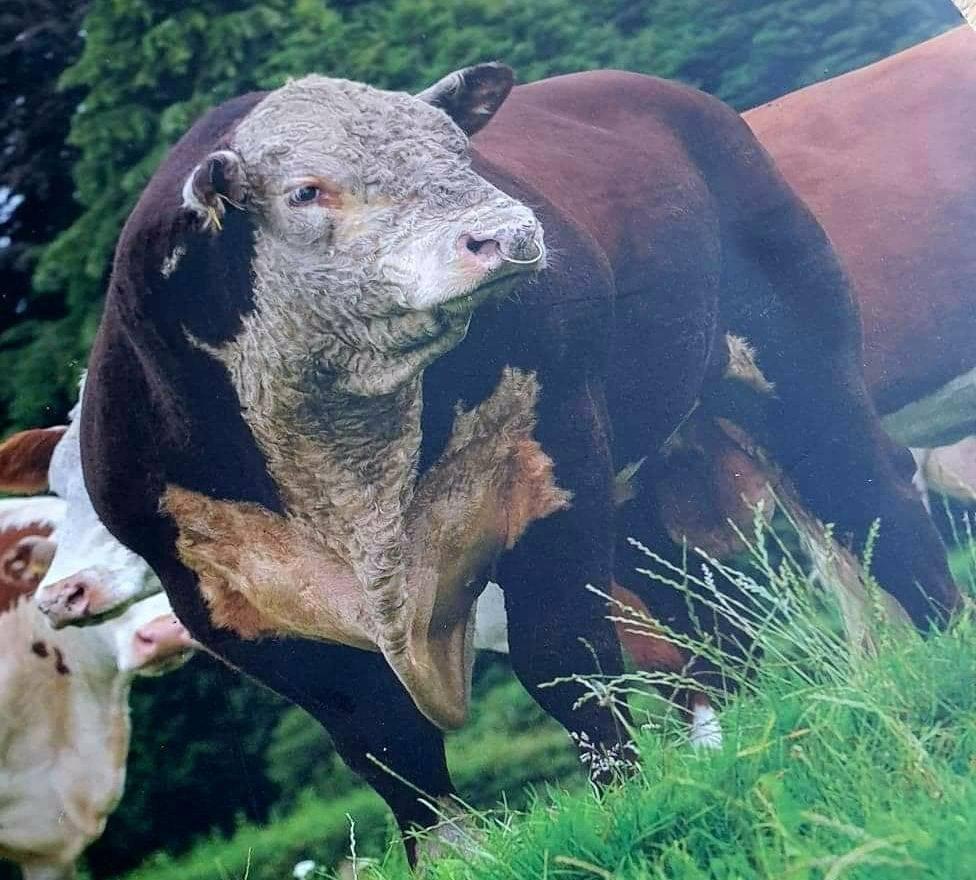 Cornriggs  1 Knight Rider Cornriggs  1 Knight Rider