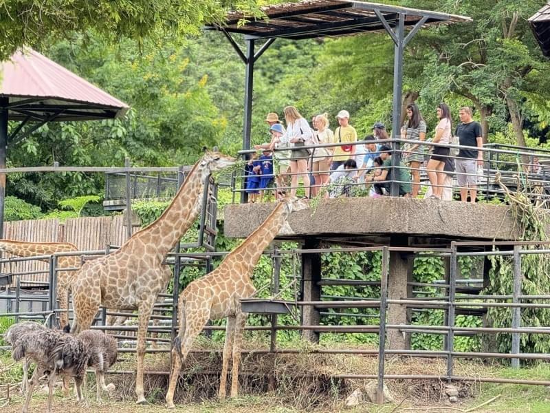 綠山野生動物園  Khao Kheow Open Zoo 綠山野生動物園  Khao Kheow Open Zoo