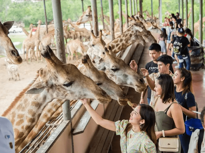 Bangkok 賽福瑞動物園 Safari World Bangkok 賽福瑞動物園 Safari World