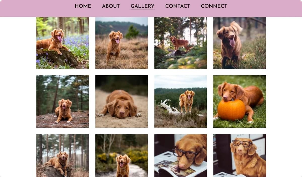 Buddy-sjabloon van Strikingly Buddy-sjabloon van Strikingly