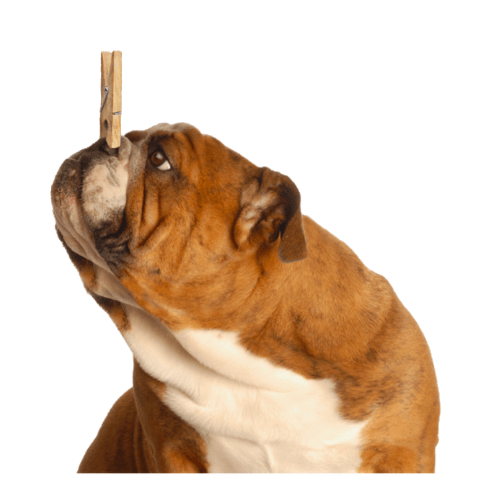 dog waste disinfecting services dog waste disinfecting services