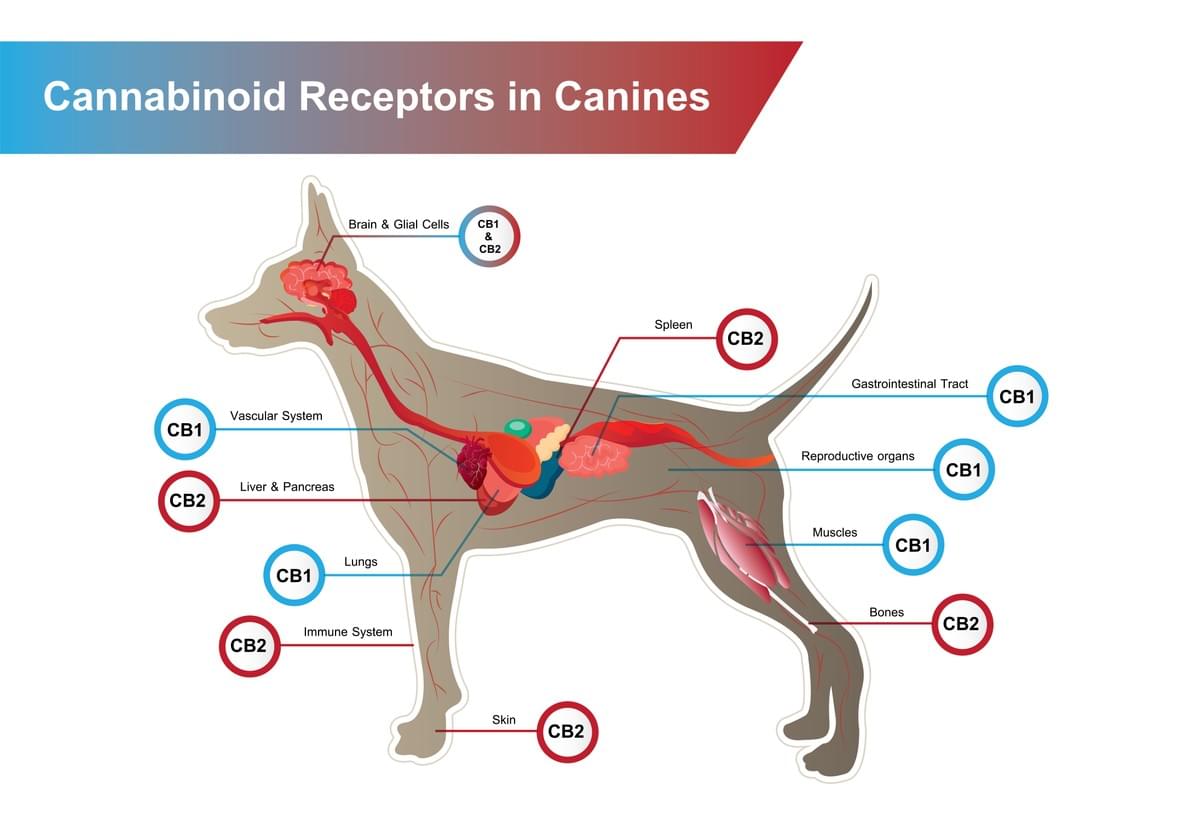 CBD PARA MASCOTA CBD PARA MASCOTA