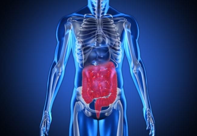 image credit https://2rdnmg1qbg403gumla1v9i2h-wpengine.netdna-ssl.com/wp-content/uploads/sites/3/2017/05/DigestiveSystem-650x450.jpg image credit https://2rdnmg1qbg403gumla1v9i2h-wpengine.netdna-ssl.com/wp-content/uploads/sites/3/2017/05/DigestiveSystem-650x450.jpg