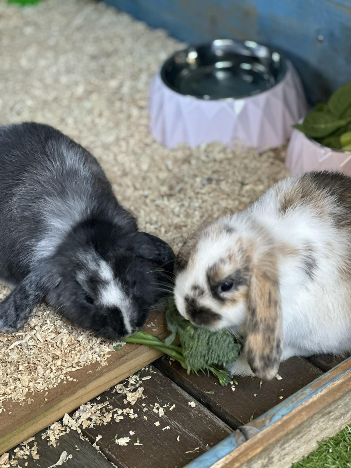 Two rabbits enjoying fresh greens Two rabbits enjoying fresh greens