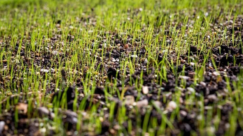 how to plant grass seed how to plant grass seed