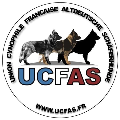 Vous désirez connaître Altdeutsche schäferhunde c'est par ici Vous désirez connaître Altdeutsche schäferhunde c'est par ici
