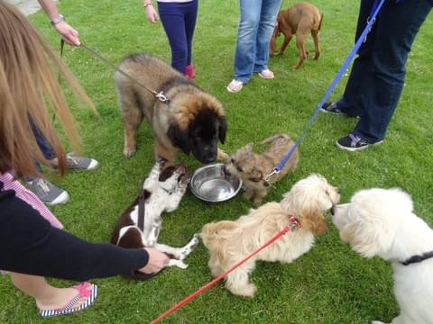 a group of puppies socializing in puppy class wymondham a group of puppies socializing in puppy class wymondham