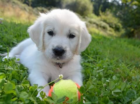 golden retriever in puppy with ball golden retriever in puppy with ball