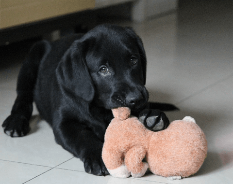 Labrador puppy chewing a toy Labrador puppy chewing a toy