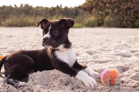 young dog on beach with a ball young dog on beach with a ball