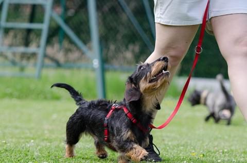 Dachshund  walking to heel Dachshund  walking to heel