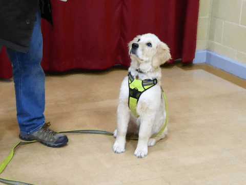 golden retriever in puppy class wymondham golden retriever in puppy class wymondham