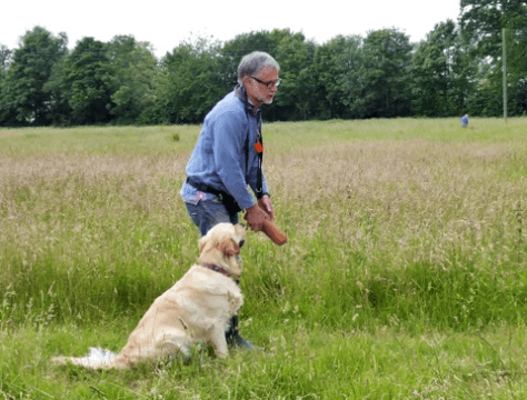 retriever in gun-dog class with cd dog training retriever in gun-dog class with cd dog training