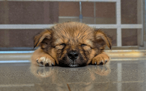 little puppy sleeping  little puppy sleeping